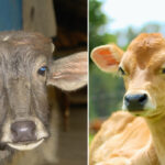 1662797686_calf