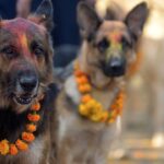 Kukur-Tihar-Festival-Nepal-02