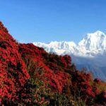 नेपाल विश्वमै 'प्रकृतिसँग जोडिएको' मुलुकको शीर्ष स्थानमाः अध्ययन rhododendron