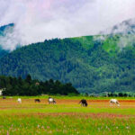 Dhorpatan HUnting Reserve