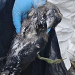 कीर्तिपुरमा कागको सामूहिक मृत्यु: बर्डफ्लु पुष्टि, सतर्क रहन आग्रह birdflu