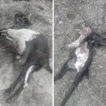 बरङ्जामा कुकुर आतंकः बाख्रा मार्न थालेपछि प्रहरीद्वारा नियन्त्रण प्रयास 2e4e5741-23e0-4618-815a-dfe328f2ad49