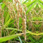 नेपालमा धान उत्पादन बढाउन २ अर्ब सहयोग गर्दै कोइका Place-Holder-Image-new-Rice