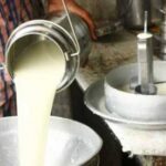 milking