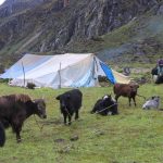 नेपाल, भारत र भुटानका याक-चौरीपालक एउटै थलोमा जुट्दै 1747295773_Yak-1200x560