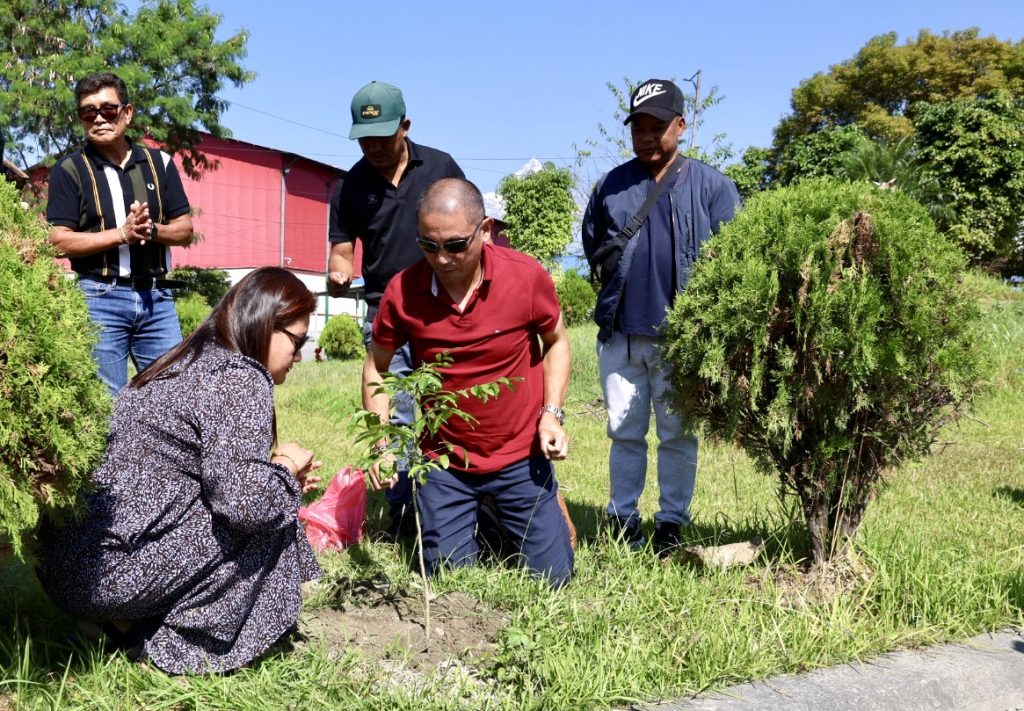 tree plantation
