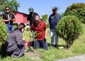 tree plantation