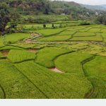 dhan khet